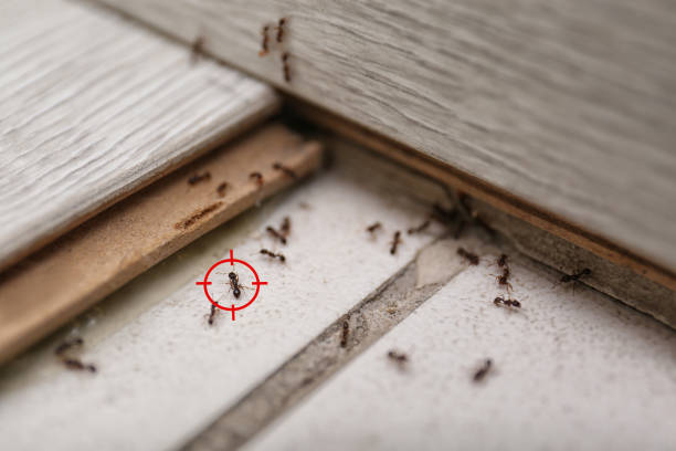 Best Affordable Pest Control Services  in Pagedale, MO
