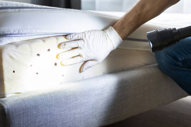 Best Ant Control Services  in Pagedale, MO