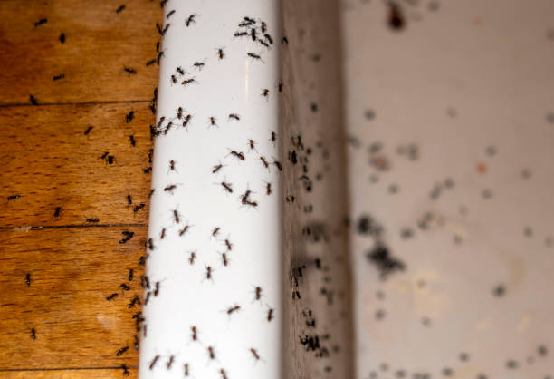 Best Best Pest Control Companies  in Pagedale, MO