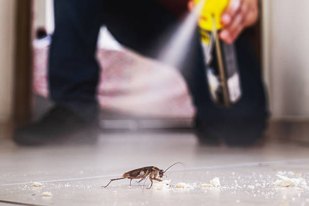 Reliable Pagedale, MO Pest Control Solutions