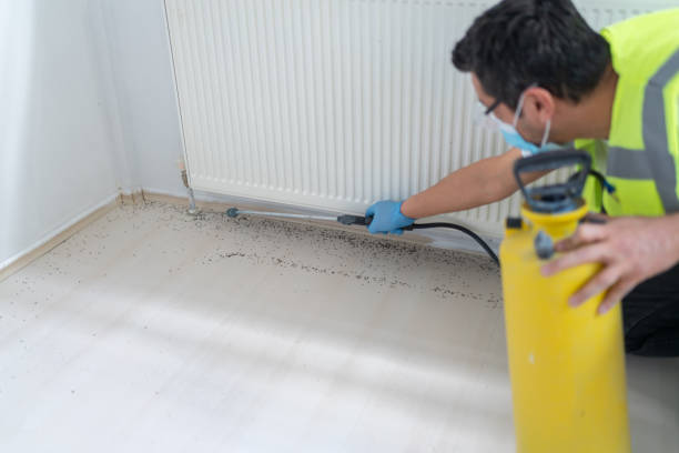 Best Flea Control Services  in Pagedale, MO